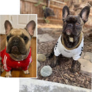 Coleira Guardião Dourado para Cães